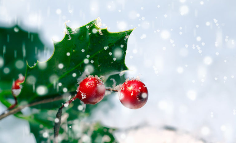 Quel est le sens du gui et du houx, à Noël ? - La lumière de Noël